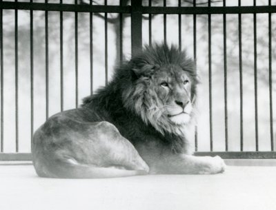 A male Lion resting in his enclosure at London Zoo in March 1925 (b/w photo) 作者 弗雷德里克·威廉·邦德