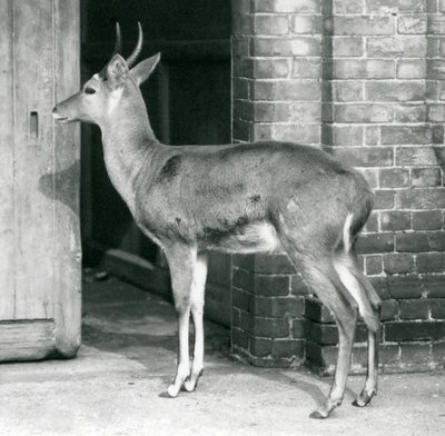 1927年10月6日伦敦动物园羚羊屋门口的男性SouthernCommon Reedbuck或Reitbok 作者 弗雷德里克·威廉·邦德