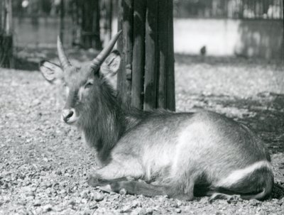 一只雄性Waterbuck，Kobus ellipsiprymnus，坐在他的围场在伦敦动物园，20世纪20年代 作者 弗雷德里克·威廉·邦德