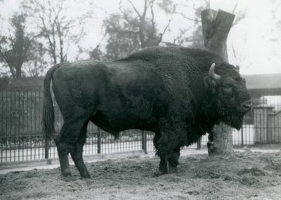 站立在草的一只malebull欧洲北美野牛在他的小牧场。伦敦动物园，1927年10月。脆弱的欧洲野牛也被称为Wisent，或欧洲木野牛。 作者 弗雷德里克·威廉·邦德