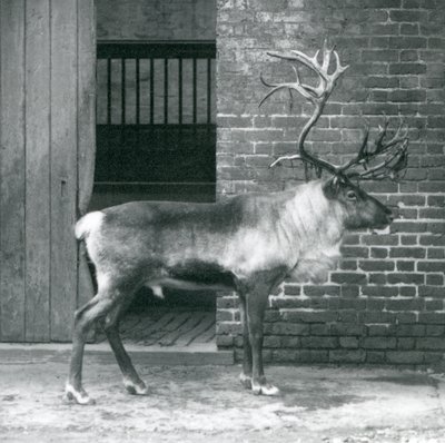 站立在他的小牧场的一只成熟驯鹿雄鹿在伦敦动物园在1925年 作者 弗雷德里克·威廉·邦德