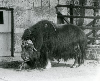 1931年，在伦敦动物园，一头成熟的公麝香牛，也被称为麝香牛和麝香牛站立，在它的围栏里进食（黑白照片）。 作者 弗雷德里克·威廉·邦德