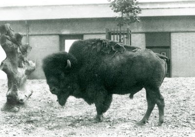 一只近威胁的美国野牛巴法罗公牛站在他的围场，伦敦动物园，1927年 作者 弗雷德里克·威廉·邦德