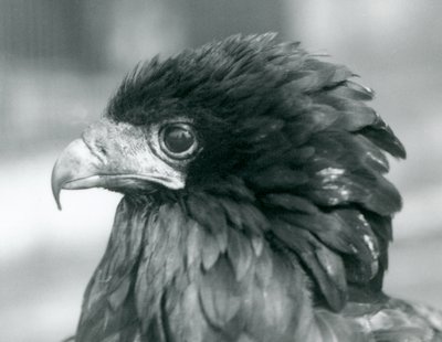 1927年在伦敦动物园附近受威胁的Bateleur Eagle 作者 弗雷德里克·威廉·邦德