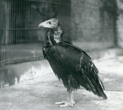 1927年，一只近乎受威胁的欧亚黑秃鹰站在伦敦动物园 作者 弗雷德里克·威廉·邦德