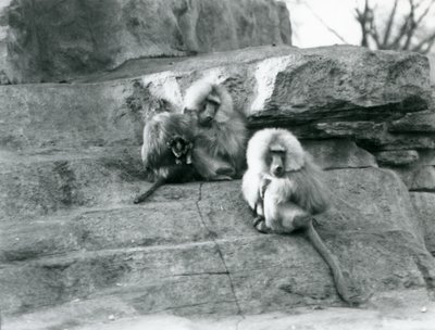 A small group of three adult and one baby Sacred Baboons, among the rocks of 