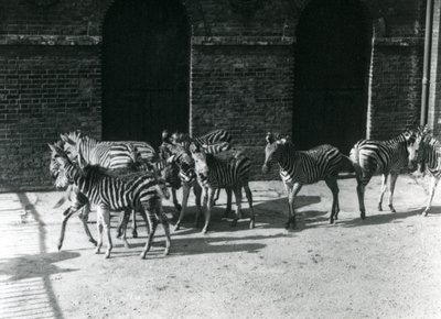 1924年在伦敦动物园的一群Chapmans斑马 作者 弗雷德里克·威廉·邦德