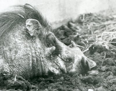 休息在泥的一只warthog在伦敦动物园，1927年 作者 弗雷德里克·威廉·邦德