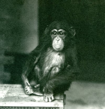 一只幼小黑猩猩坐一个木板箱在伦敦动物园在1924年 作者 弗雷德里克·威廉·邦德