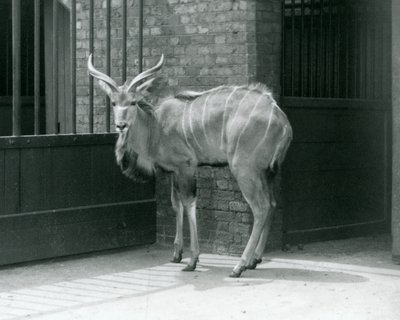 1929年，一只年轻的雄性大黑牛站在伦敦动物园的围栏里（黑白照片）。 作者 弗雷德里克·威廉·邦德