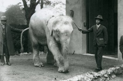 AlbinoWhite Burmese Elephant Pawah与服务员，包括1926年5月伦敦动物园的Saw Po Min博士 作者 弗雷德里克·威廉·邦德