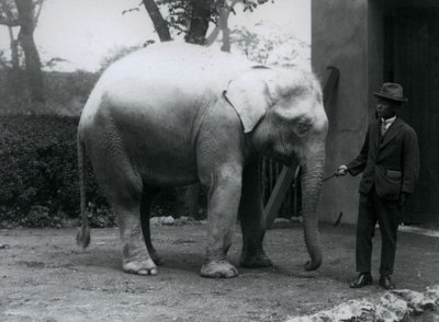 AlbinoWhite Elephant Pawah与Saw Po Min博士，伦敦动物园，1926年5月 作者 弗雷德里克·威廉·邦德