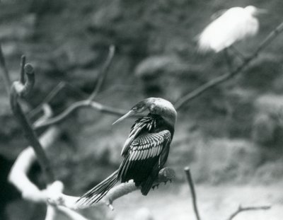 AnhingaAmerican DarterSnakebirdWater土耳其坐在一个分支在伦敦动物园在1927年9月 作者 弗雷德里克·威廉·邦德