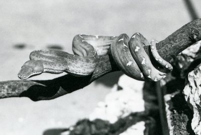 一条翡翠树蟒，身体沿着树枝盘旋，伦敦动物园，1928年10月（黑白照片）。 作者 弗雷德里克·威廉·邦德