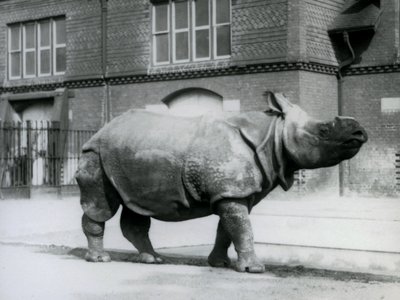 1927年在伦敦动物园的印度犀牛 作者 弗雷德里克·威廉·邦德