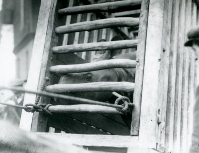 一头印度犀牛在1924年抵达伦敦动物园时从其木制运输箱中探出头来（黑白照片）。 作者 弗雷德里克·威廉·邦德