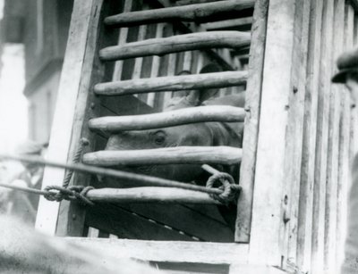 1924年，印度犀牛在抵达伦敦动物园时与其木质运输箱同行 作者 弗雷德里克·威廉·邦德