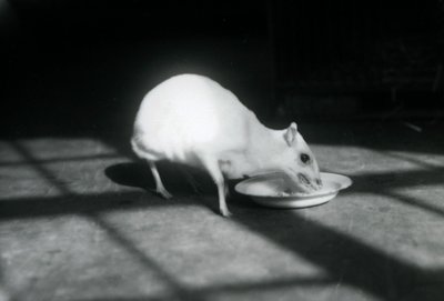 1926年12月在伦敦动物园吃一道白菜chevrotain 作者 弗雷德里克·威廉·邦德