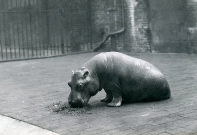 婴儿河马&39;琼&39;在伦敦动物园吃，1920年9月 作者 弗雷德里克·威廉·邦德