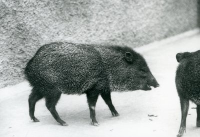 1927年伦敦动物园的Collac Peccaries 作者 弗雷德里克·威廉·邦德