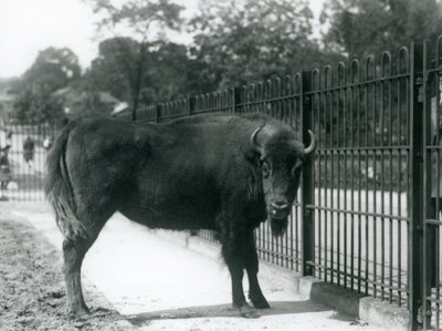 欧洲野牛乔治娜在她的围场，伦敦动物园的酒吧，1926年8月12日 作者 弗雷德里克·威廉·邦德