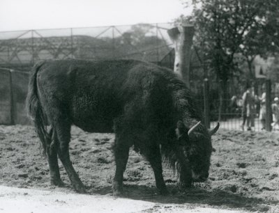 欧洲北美野牛朱莉娅在她的小牧场吃草，伦敦动物园，1926年8月12日 作者 弗雷德里克·威廉·邦德