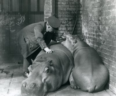 1927年，伦敦动物园的河马琼和吉米 作者 弗雷德里克·威廉·邦德