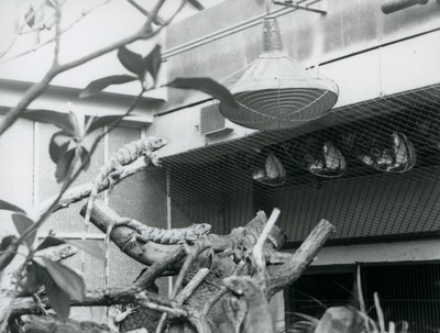 1928年8月，伦敦动物园，在树枝上晒太阳的鬣狗，享受着围栏里的人工阳光（黑白照片）。 作者 弗雷德里克·威廉·邦德
