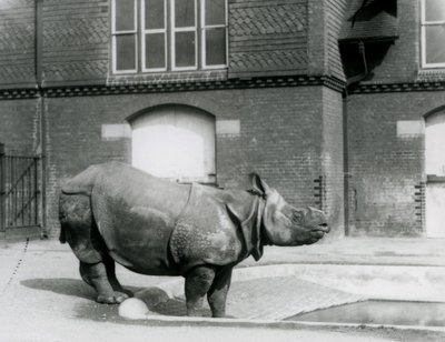 站立在他的水池边缘的印地安犀牛菲利克斯在伦敦动物园在1927年 作者 弗雷德里克·威廉·邦德