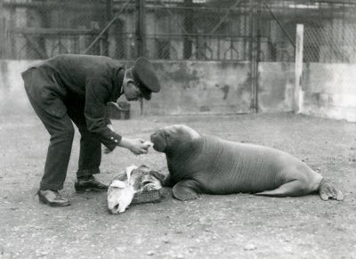 1924年，守护者亚瑟·钱德勒（Arthur Chandler）为一只年轻的海象（Walrus）喂养鱼类 作者 弗雷德里克·威廉·邦德