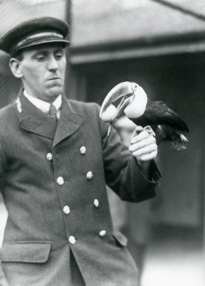1924年，守护者托马斯·拉格特（Thomas Raggett）在伦敦动物园举行了一只红嘴巨嘴鸟，里面有一个鸡蛋 作者 弗雷德里克·威廉·邦德
