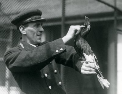1924年，守护者托马斯·拉格特（Thomas Raggett）在伦敦动物园（London Zoo）的法案下抚摸着一只印第安大犀鸟（Great Indian Hornbill） 作者 弗雷德里克·威廉·邦德