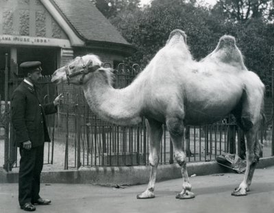 Keeper W. Styles，带有双峰驼，1914年7月在伦敦动物园的Llama House外面 作者 弗雷德里克·威廉·邦德