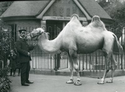Keeper W. Styles，带有双峰驼，1914年7月在伦敦动物园的Llama House外面 作者 弗雷德里克·威廉·邦德