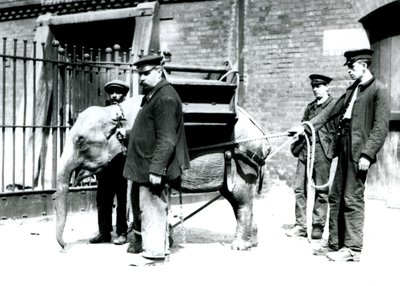 1922年5月，Keepers Jack Milbourne，H Robertson和Thomas训练了一只年轻的亚洲象，伦敦动物园（bw photo） 作者 弗雷德里克·威廉·邦德