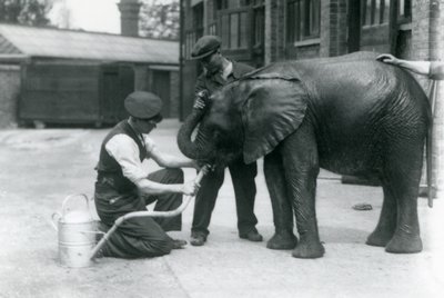 1924年7月，伦敦动物园的饲养员帮助年轻的雄性非洲大象基贝伦格用附着在喷壶上的水管喝水 作者 弗雷德里克·威廉·邦德