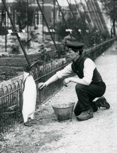 企鹅国王，由管理员哈里·芒罗（Harry Munro）洗手，于1914年5月在伦敦动物园用海绵洗澡。芒罗在第一次世界大战中被杀，曾在军队，飞艇和反潜拍中服役 作者 弗雷德里克·威廉·邦德