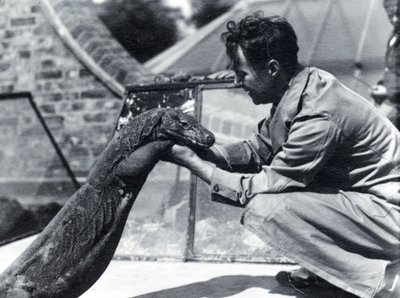 Komodo龙Sumbawa与守门员H. Alec Budd，1928年 作者 弗雷德里克·威廉·邦德