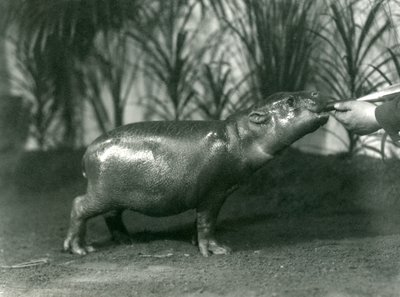 Percy，一个年轻的侏儒河马，1923年11月在伦敦动物园用手喂食（bw照片） 作者 弗雷德里克·威廉·邦德