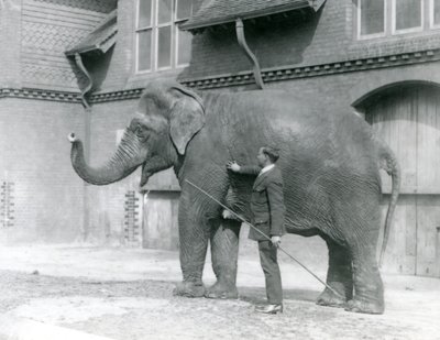 Syed Ali，1923年8月在伦敦动物园大象屋前训练Indiarani（bw photo） 作者 弗雷德里克·威廉·邦德