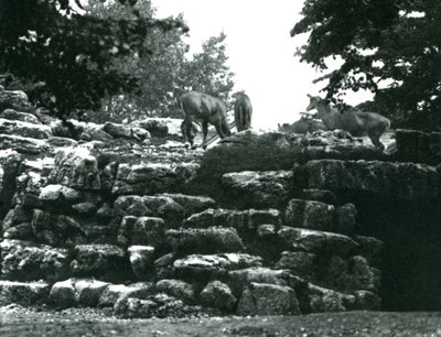 1924年6月伦敦动物园的ElandAnlope Paddock 作者 弗雷德里克·威廉·邦德