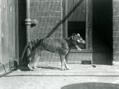Thylacine/ Tasmanian Wolf at London Zoo in August 1926 (b/w photo) 作者 弗雷德里克·威廉·邦德