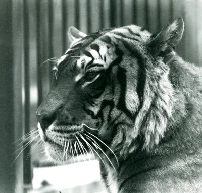 1925年在伦敦动物园的老虎山姆 作者 Frederick William Bond