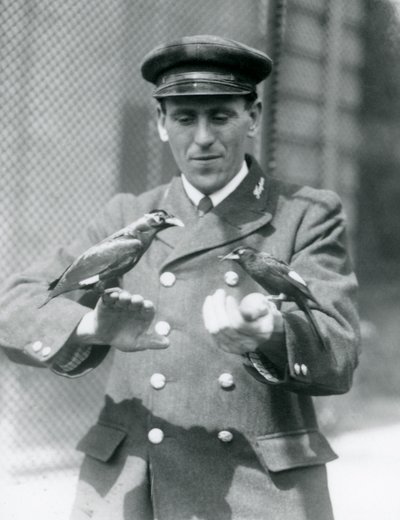 1924年6月在伦敦动物园饲养员Thomas Raggett手中的两只八哥鸟 作者 弗雷德里克·威廉·邦德