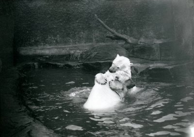 两只北极熊，包括少年，1922年6月在伦敦动物园的游泳池里玩耍和玩耍 作者 弗雷德里克·威廉·邦德