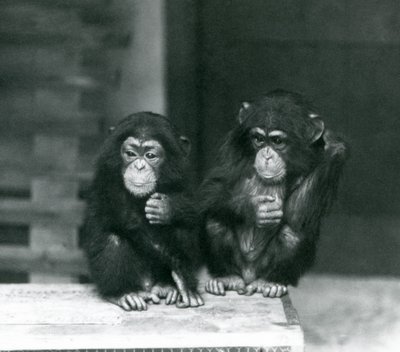 两只幼小黑猩猩坐一个木板箱，伦敦动物园，1924年 作者 弗雷德里克·威廉·邦德