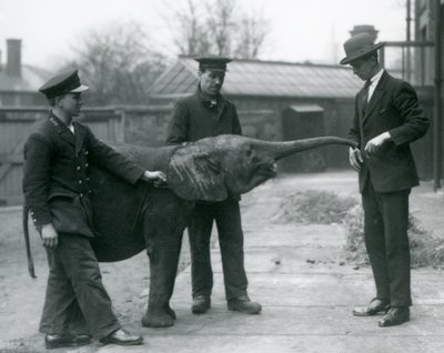 提高她的款待的年轻女性非洲矮小大象Oojah款待在伦敦动物园，1925年6月 作者 弗雷德里克·威廉·邦德