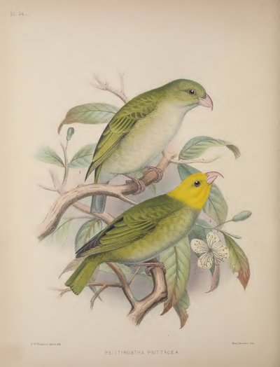 Psittirostra Psittacea，选自斯科特-威尔逊（Scott B. Wilson）的《Aves Hawaiienses : the birds of the Sandwich Islands》。 作者 弗雷德里克·威廉·弗罗霍克