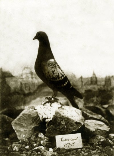 第一次世界大战期间的动物1914-1918年：著名的Vaillant Vaillant鸽子 作者 法国摄影师