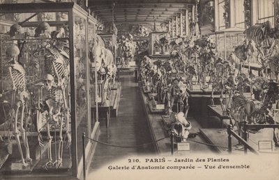 巴黎，Jardin des Plantes 作者 法国摄影师